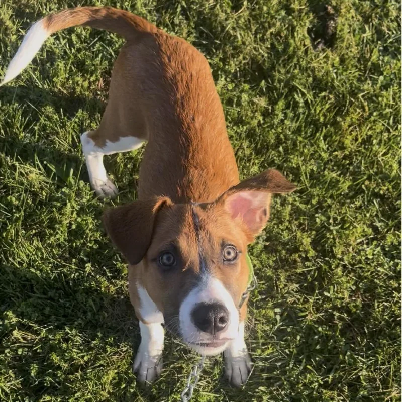 A baby medium-sized male Boxer dog named Russell for adoption in Marysville, OH