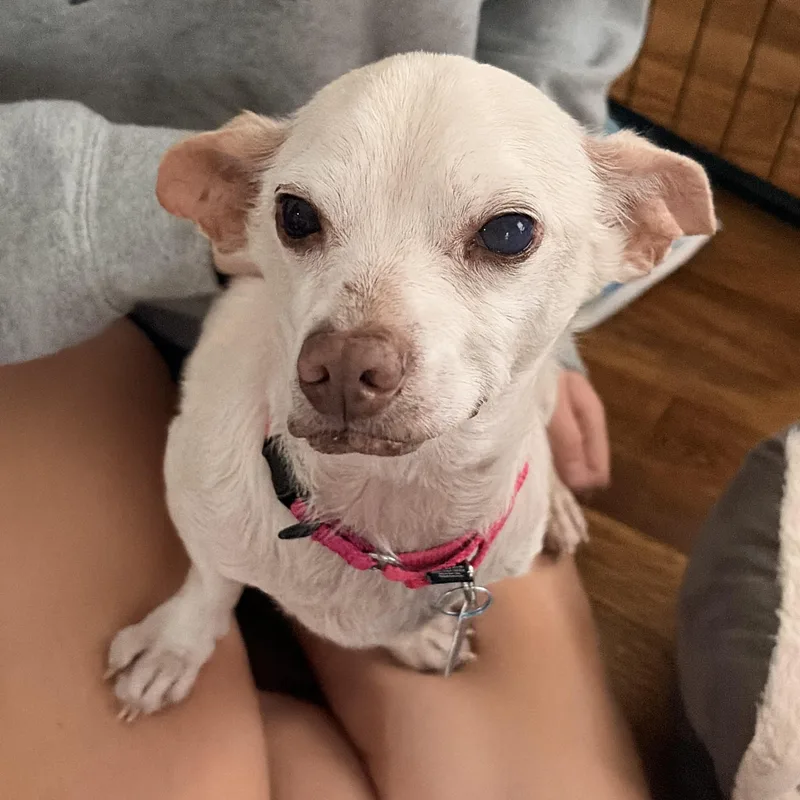 A senior small-sized male Chihuahua dog named Krause for adoption in Brooklyn, NY