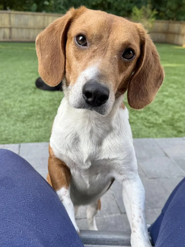 An adult small-sized male Beagle dog named Sullivan for adoption in Charleston, SC