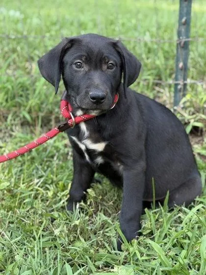 A baby large-sized female Labrador Retriever dog named Whisper for adoption in Malvern, PA