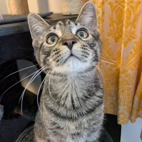 A baby medium-sized male Tabby (Brown / Chocolate) Domestic Short Hair cat named Laurel for adoption in Johnson City, TN