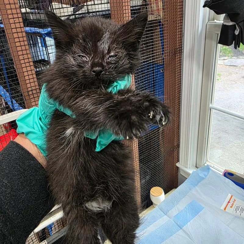 A baby small-sized male Black Domestic Medium Hair cat named Nabisco for adoption in Abingdon, MD