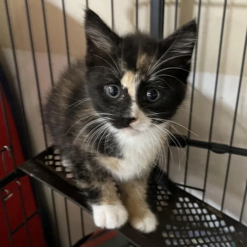 A baby small-sized female Calico Dilute Calico cat named Veda for adoption in Alexandria, VA