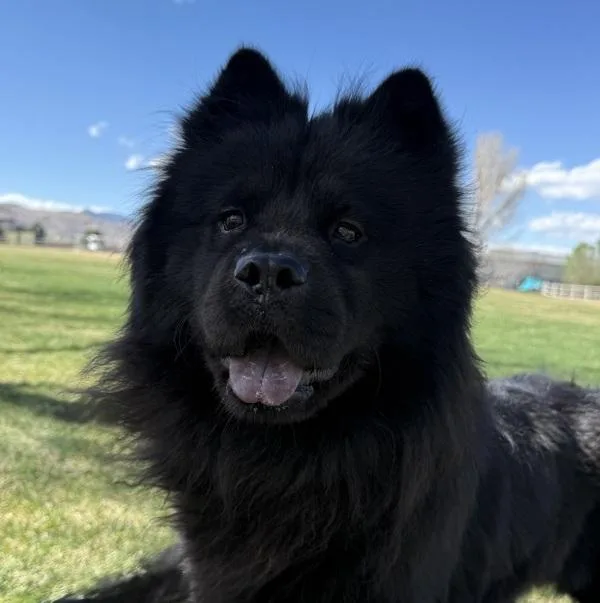 An adult large-sized female Chow Chow dog named Meli for adoption in Golden, CO