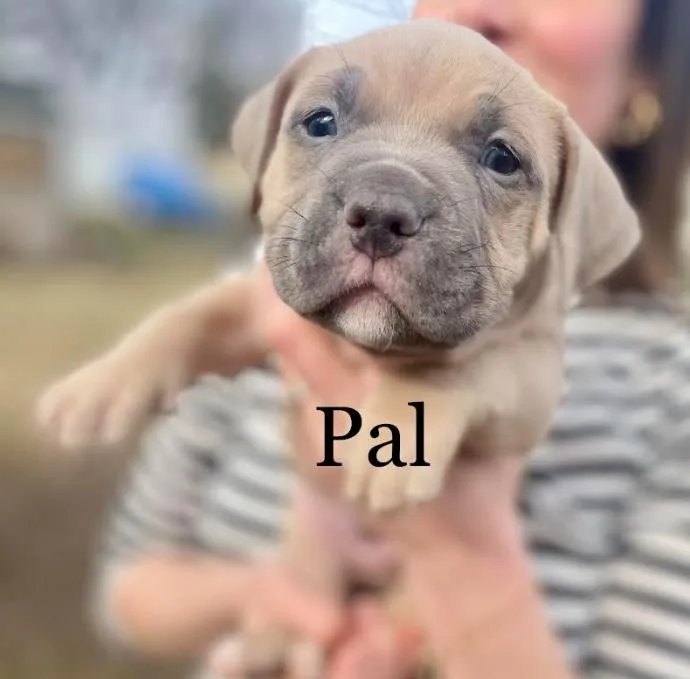 A baby large-sized male American Bulldog dog named Pal for adoption in Brooklyn Center, MN