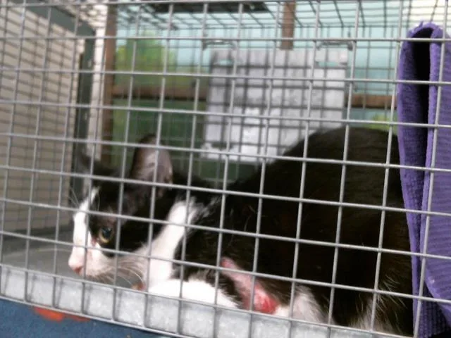 A young medium-sized male Domestic Short Hair cat named Tux for adoption in Houston, TX