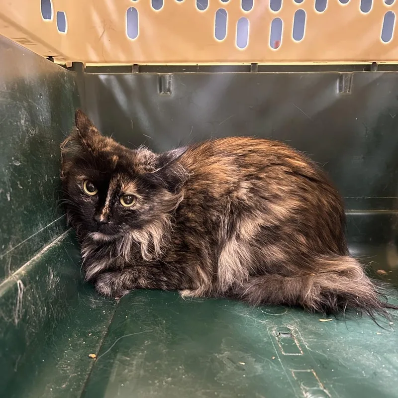 An adult medium-sized female Tortoiseshell Domestic Long Hair cat named Maple for adoption in Newark, NJ