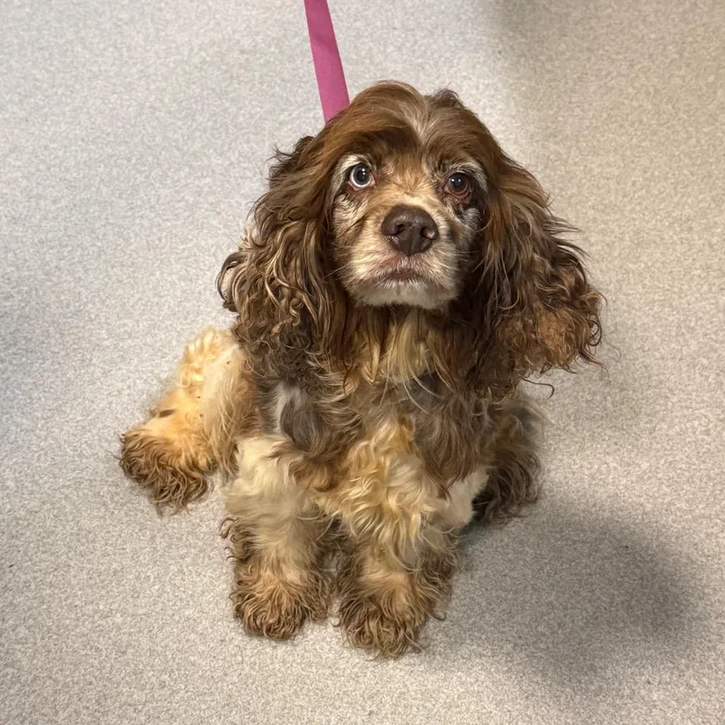 A senior small-sized male Cocker Spaniel dog named Chip for adoption in Cumming, GA