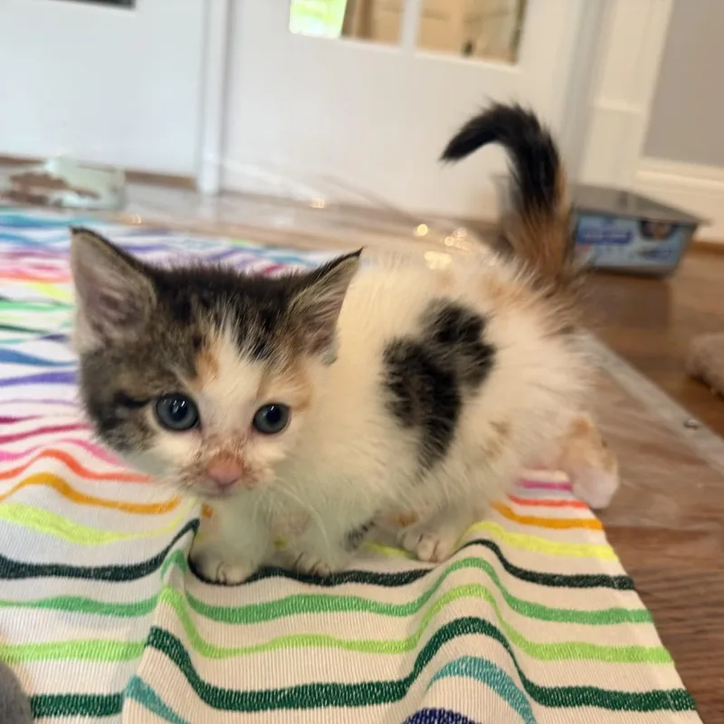 A baby small-sized female Calico Domestic Medium Hair cat named Winnie for adoption in Potomac, MD