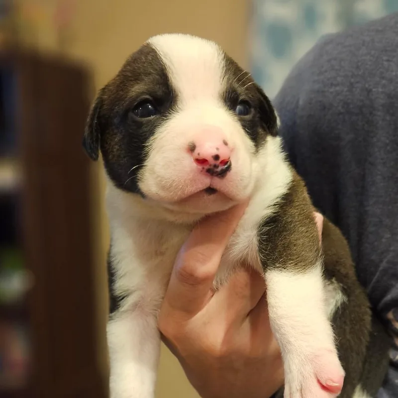 A baby small-sized male Terrier dog named Scottie for adoption in Phoenix, AZ