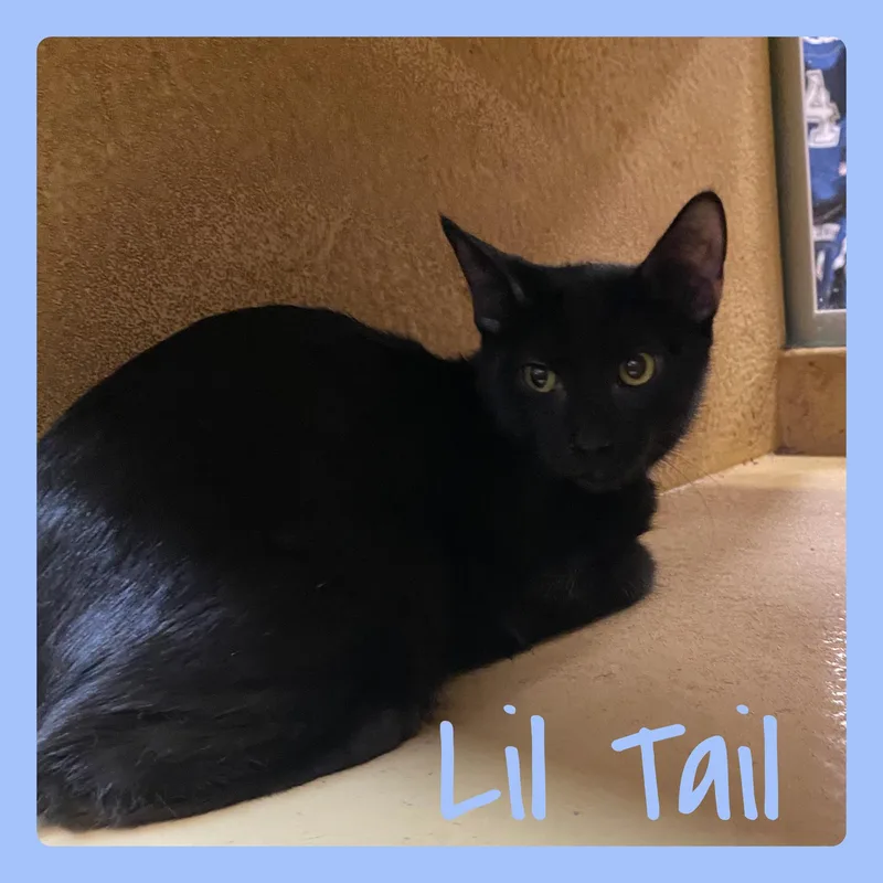 A baby medium-sized male Tabby cat named Lil Tail for adoption in Lawton, OK