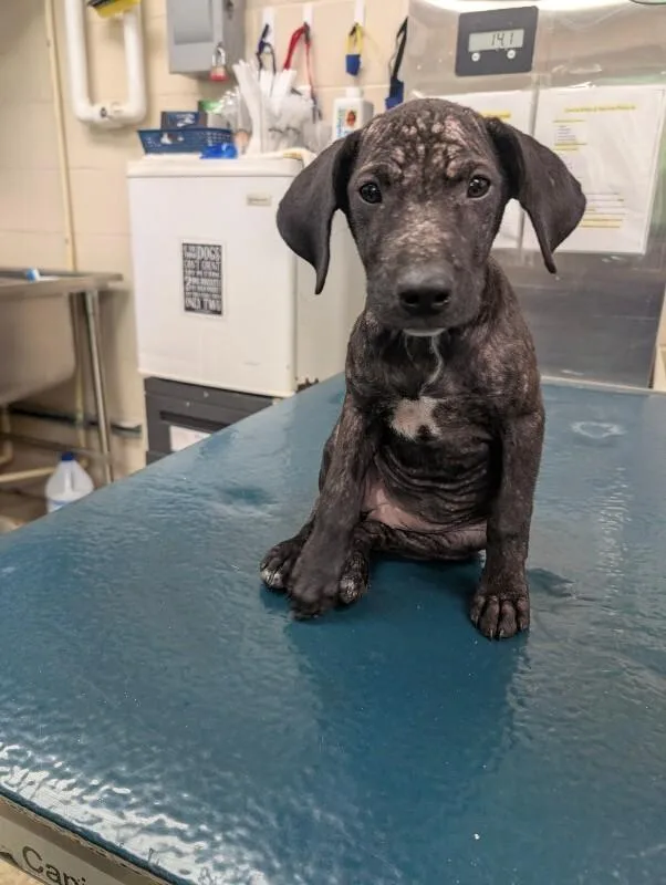 A young small-sized female Black Labrador Retriever dog named Phoebe for adoption in Mobile, AL