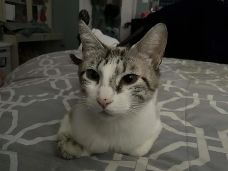 A young medium-sized female Buff / Tan / Fawn Domestic Short Hair cat named Snow White for adoption in Chandler, AZ