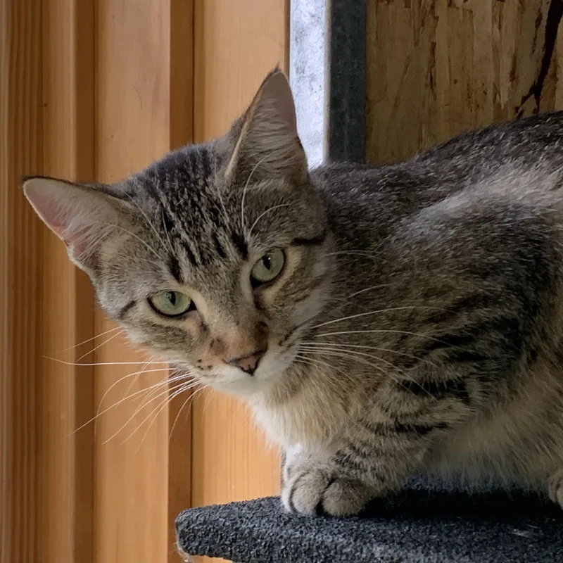 A young medium-sized female Tabby (Buff / Tan / Fawn) Domestic Short Hair cat named Fiona for adoption in Stockholm, WI