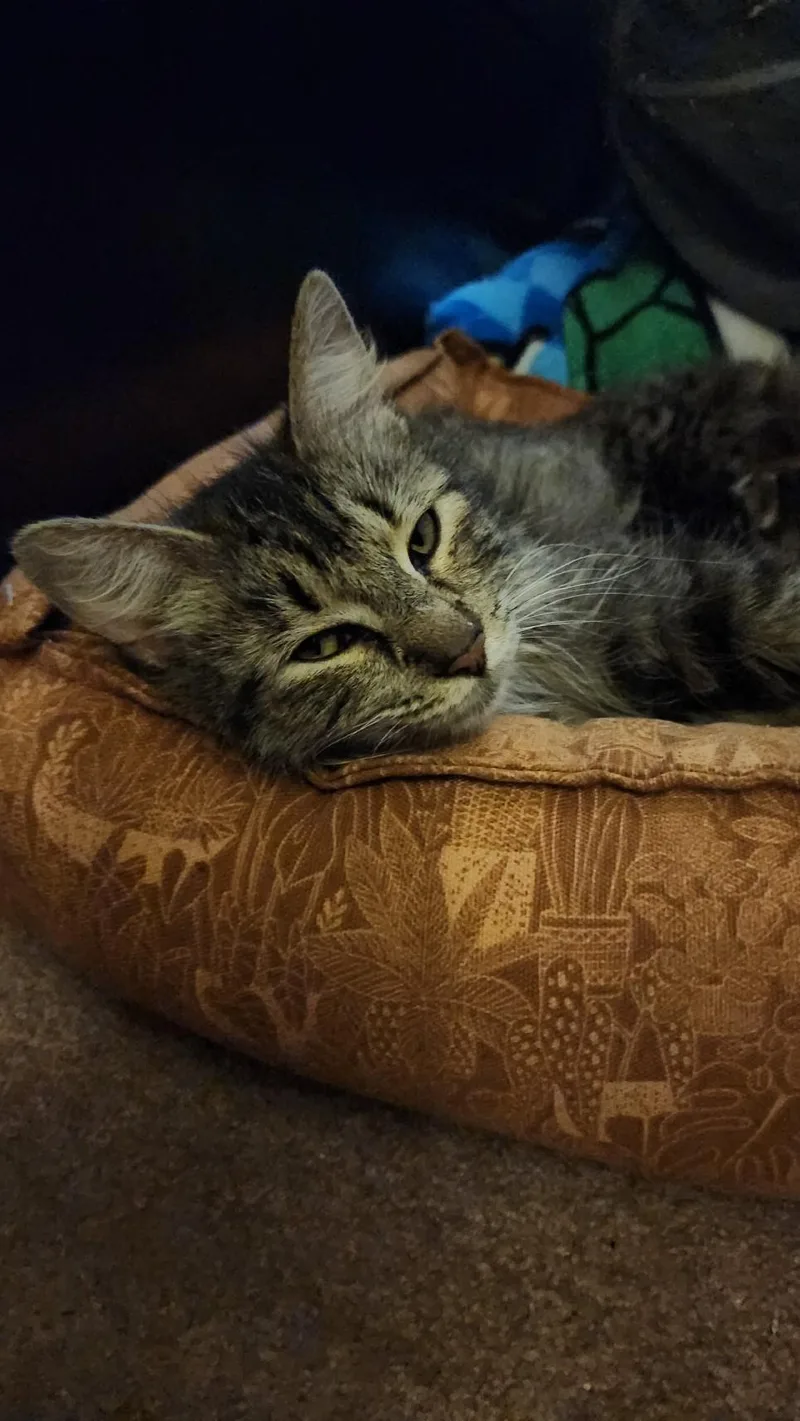 Tilly