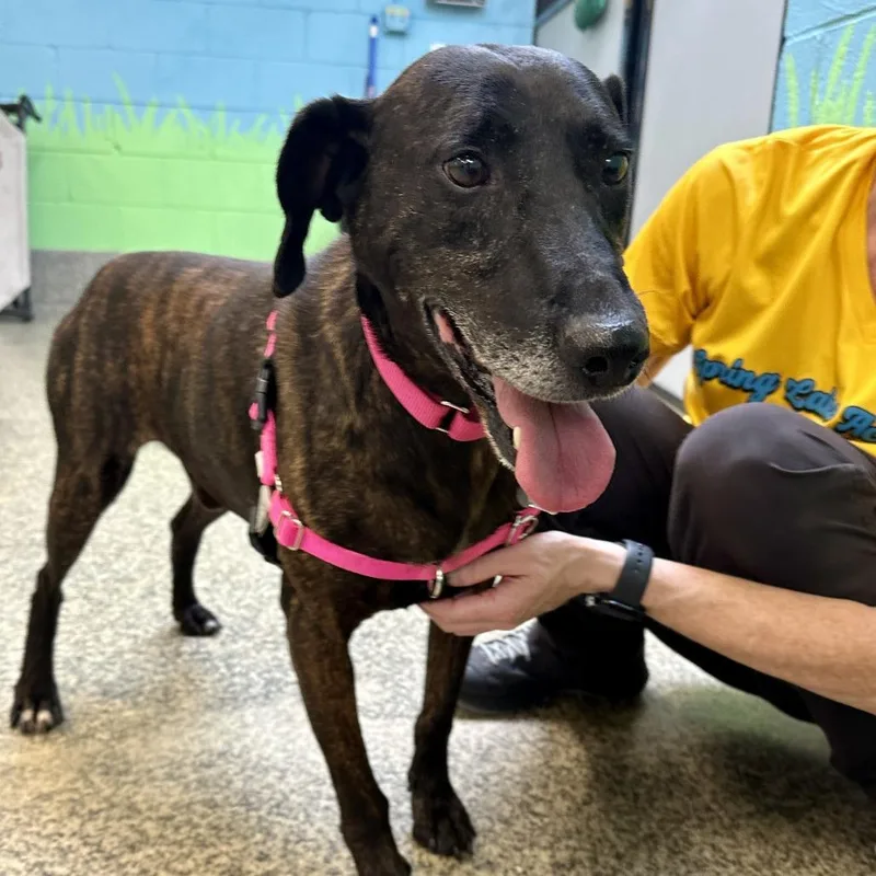 An adult medium-sized male Brindle Mountain Cur dog named Rueben for adoption in Falls Church, VA