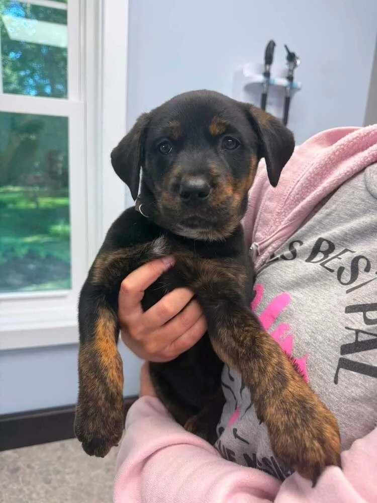 A baby medium-sized female Retriever dog named Tootie Sophia for adoption in Saugus, MA
