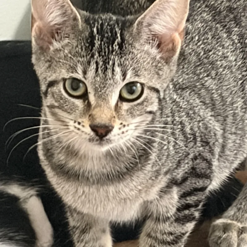 A baby small-sized female Tabby (Brown / Chocolate) Domestic Short Hair cat named Dori for adoption in Milwaukee, WI