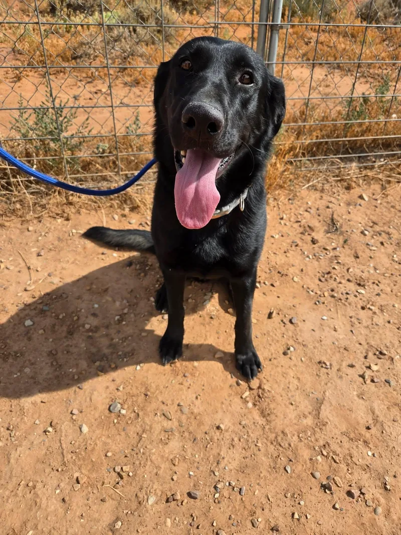 An adult medium-sized female Black Labrador Retriever dog named Nara for adoption in Roosevelt, UT