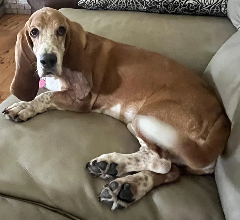 A senior medium-sized male Golden Basset Hound dog named Memphis for adoption in Auburndale, FL