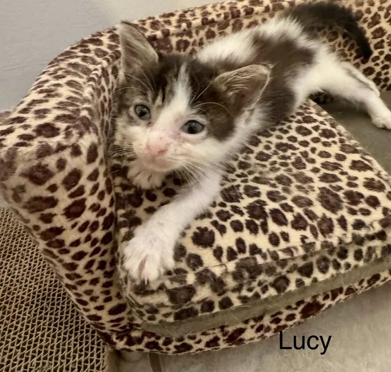 A baby small-sized male Black & White / Tuxedo Tuxedo cat named Ricky and Lucy for adoption in Myrtle Beach, SC
