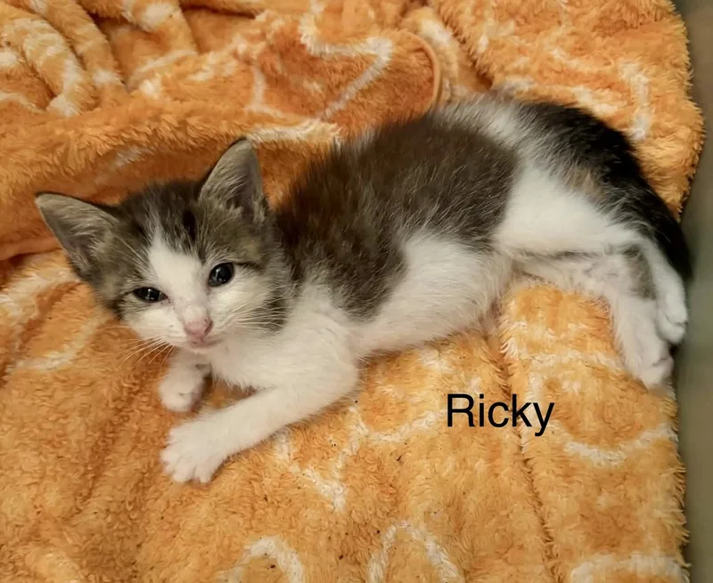 Ricky and Lucy thumbnail 2