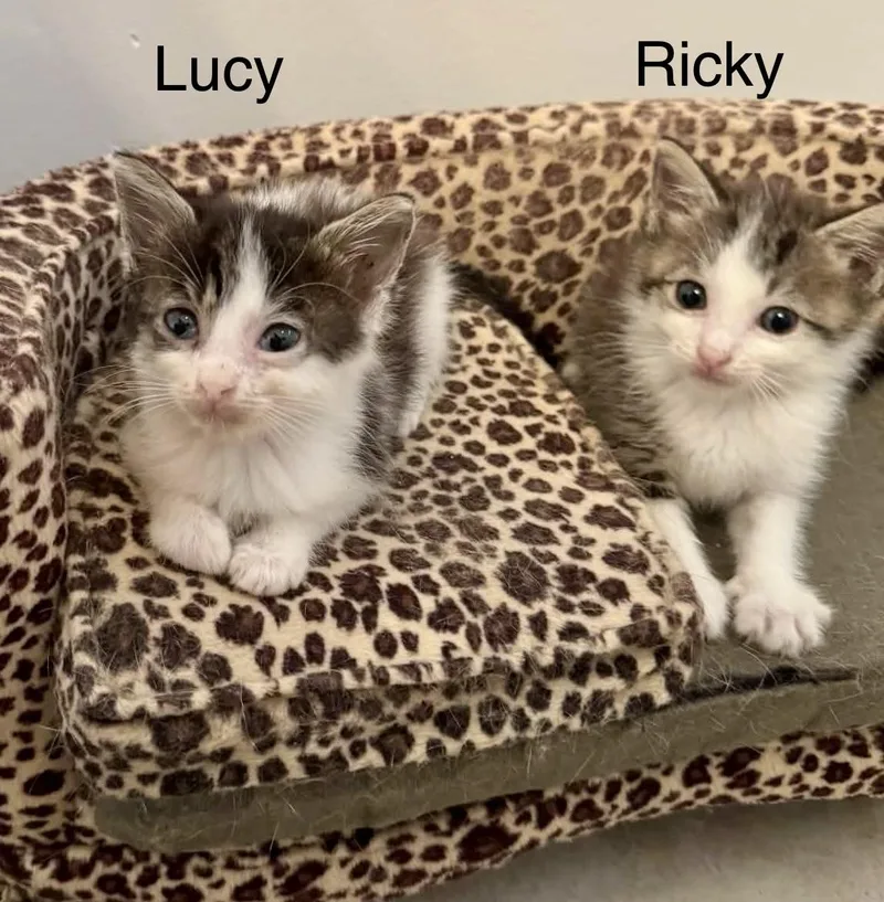 Ricky and Lucy thumbnail 3
