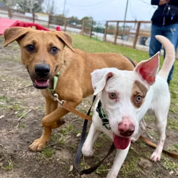 A young medium-sized female White / Cream Pit Bull Terrier dog named Kesha Confetti Kisses for adoption in Friendswood, TX