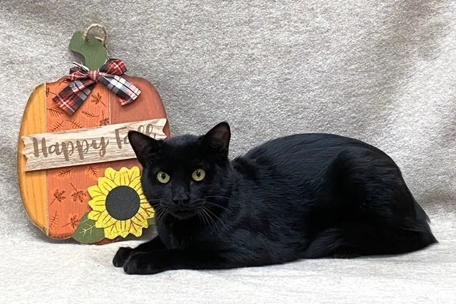 An adult medium-sized male Black Domestic Short Hair cat named Anakin for adoption in Kerrville, TX