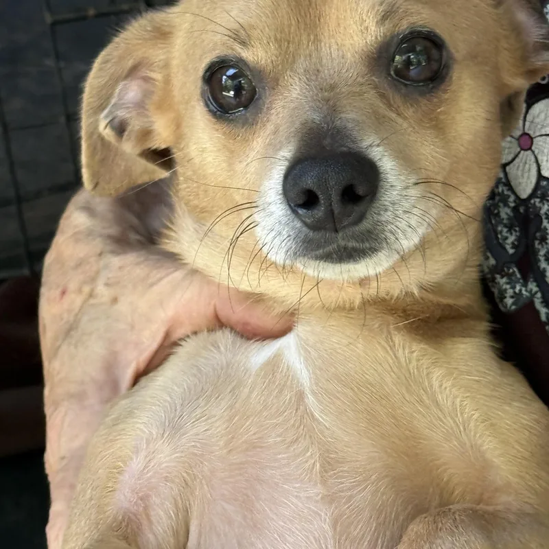 A young small-sized male Chihuahua dog named Cuddles for adoption in Stuart, VA