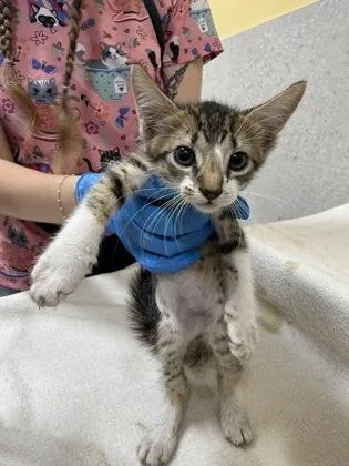 A baby small-sized male Domestic Short Hair cat named Puddle for adoption in Honolulu, HI
