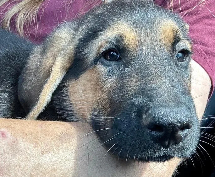 Ranger