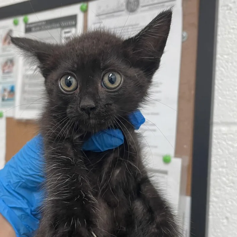 A baby small-sized male Black Domestic Short Hair cat named Widget for adoption in Edinburg, TX