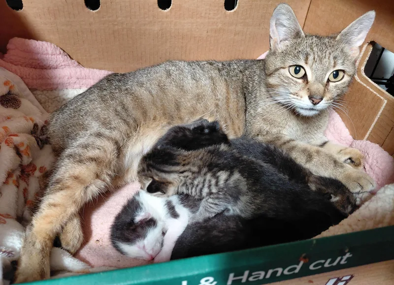 A young medium-sized female Brown / Chocolate Domestic Short Hair cat named Honey Bunny for adoption in Bethpage, NY
