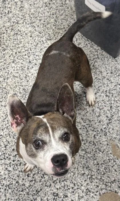 An adult small-sized male Mixed Breed dog named Meatball for adoption in West Chester, PA