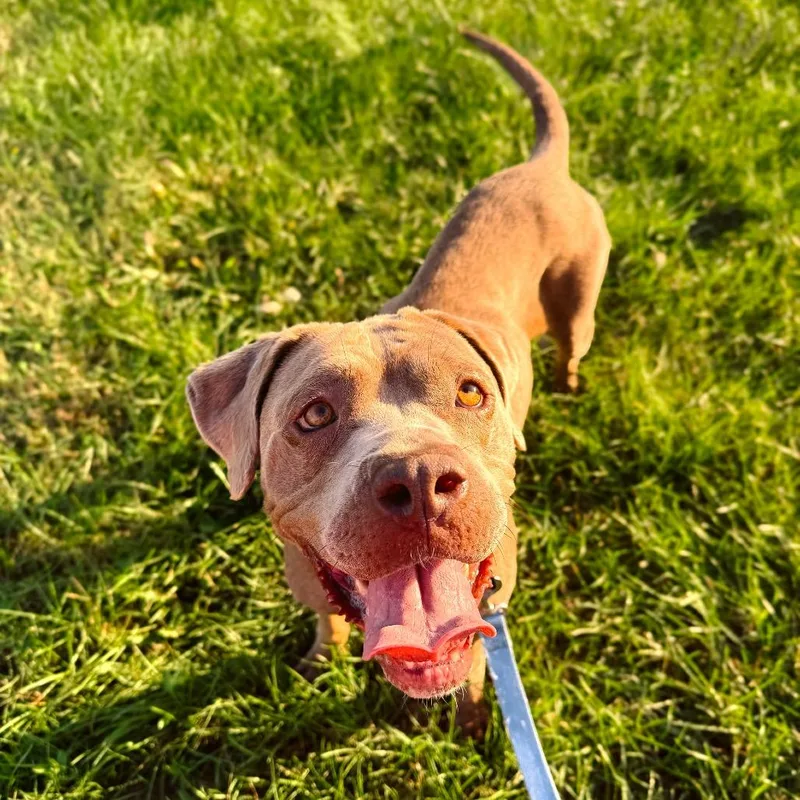An adult medium-sized female Brown / Chocolate Cane Corso dog named Panama for adoption in East Saint Louis, IL