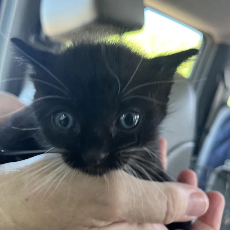 A baby small-sized female Black Domestic Short Hair cat named Bonnie for adoption in Lake Jackson, TX