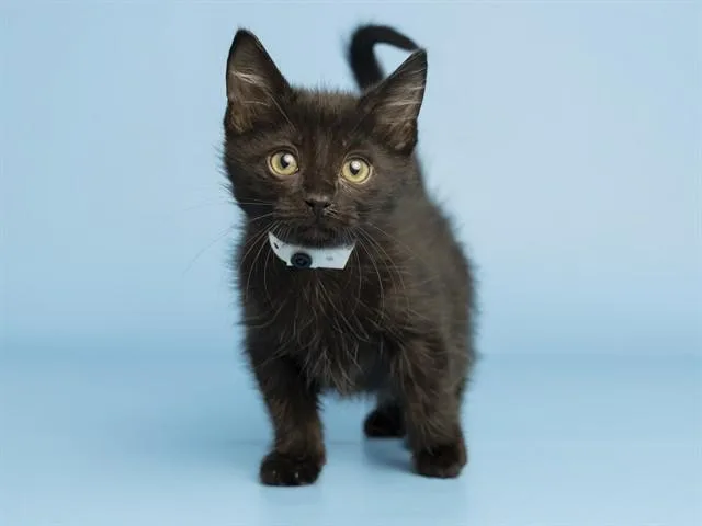 A baby small-sized male Domestic Short Hair cat named Toothless for adoption in Phoenix, AZ