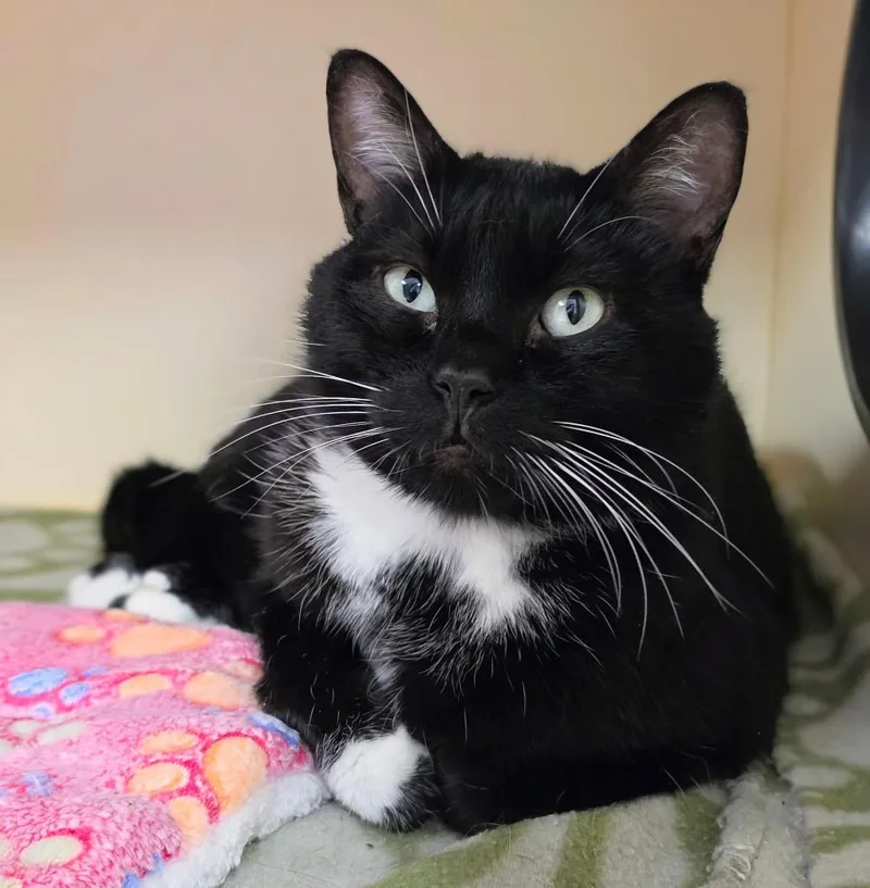 An adult medium-sized male Domestic Short Hair cat named Matt Berry for adoption in Bloomington, IN