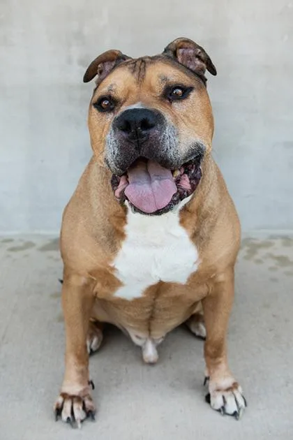 A senior large-sized male Mixed Breed dog named Peyton for adoption in Longmont, CO