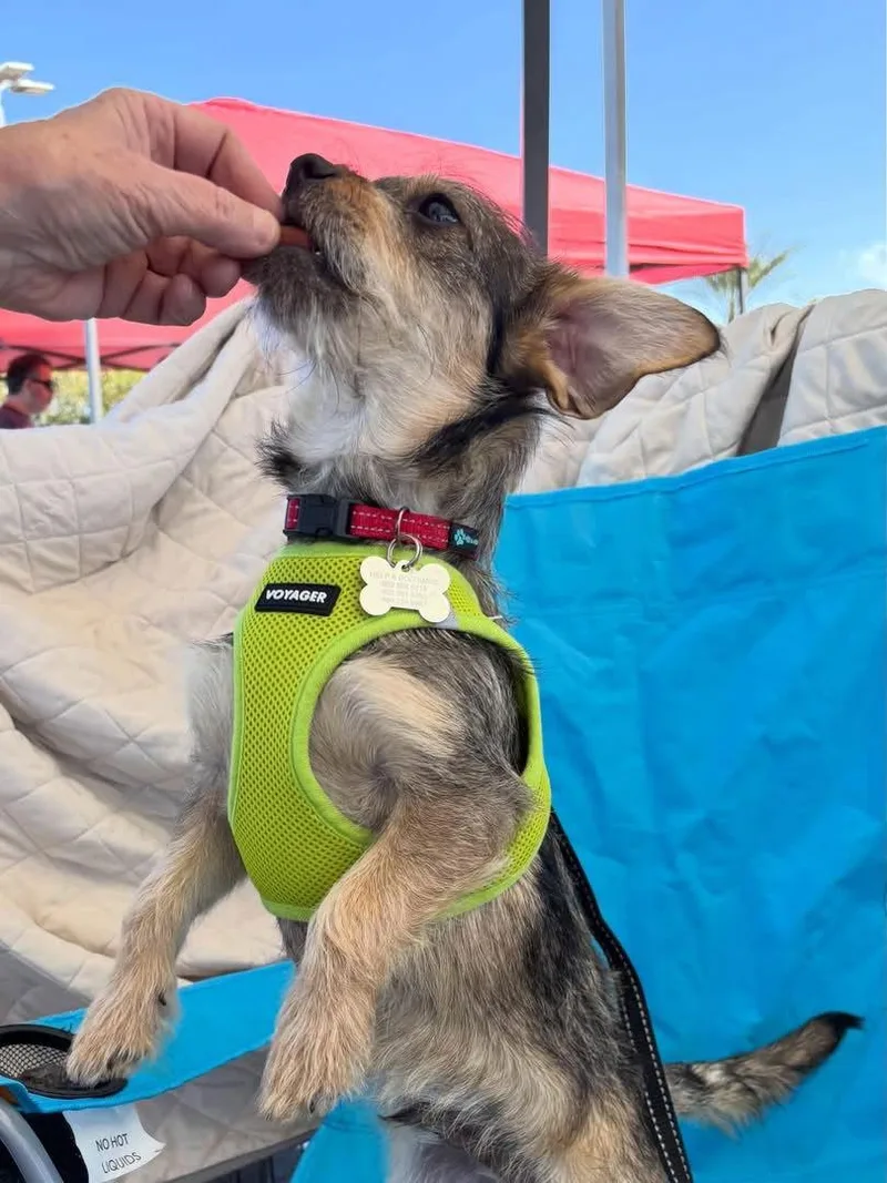 Sweet Oscar thumbnail 3