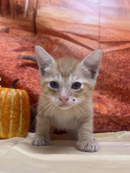 Jelly Bean