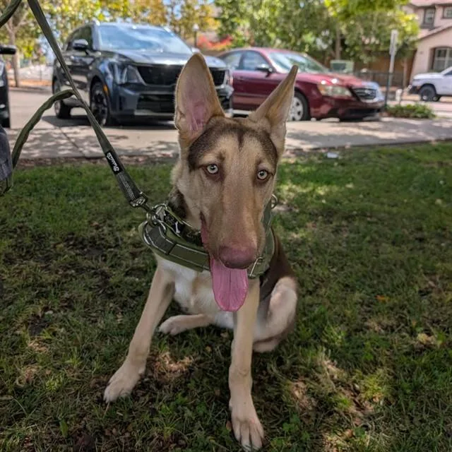 A young small-sized male German Shepherd Dog dog named Finn for adoption in Alameda, CA
