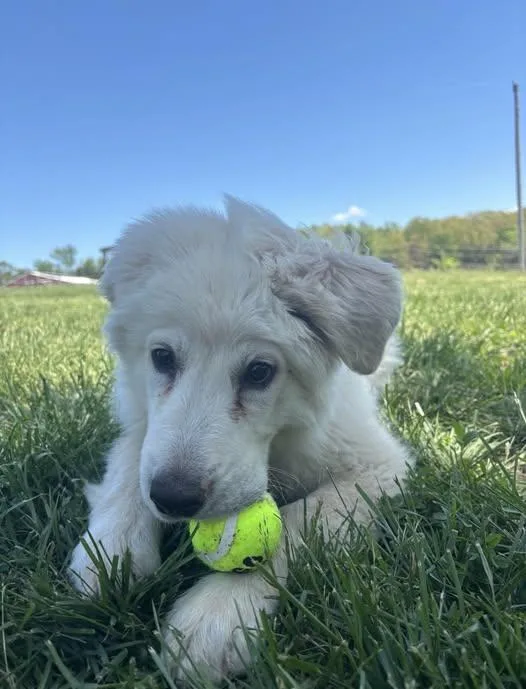 A baby large-sized female White / Cream Great Pyrenees dog named Penelope for adoption in Pacific, MO