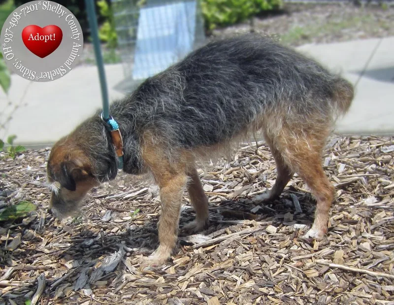 A senior small-sized male Terrier dog named Farley Yrly for adoption in Sidney, OH