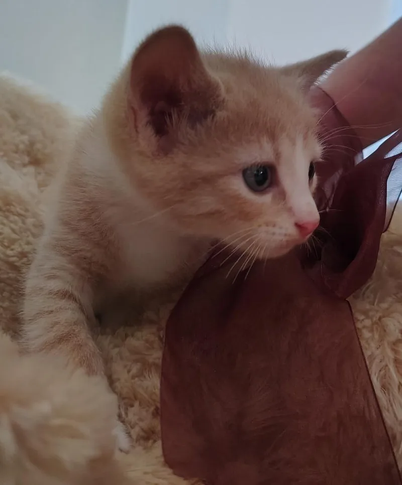 Simba