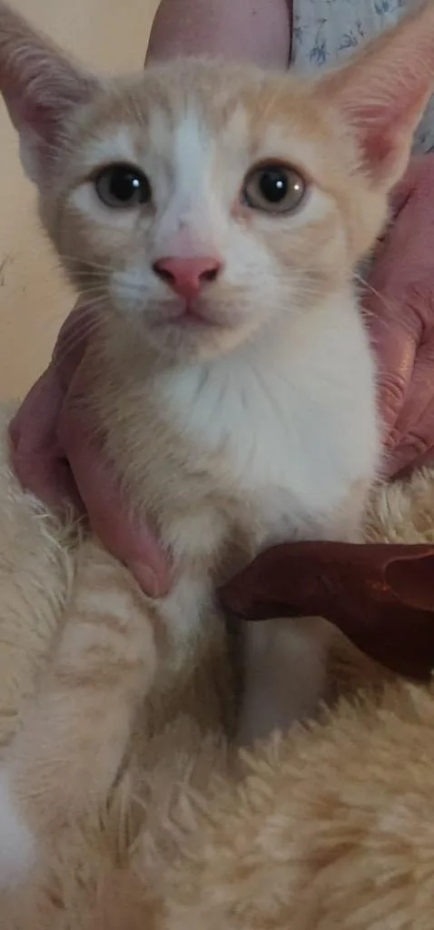 Simba thumbnail 2