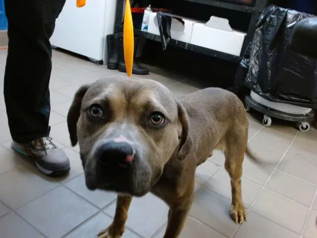 An adult medium-sized male Pit Bull Terrier dog named Tuff for adoption in Albuquerque, NM