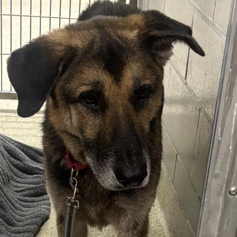 An adult large-sized male Yellow / Tan / Blond / Fawn Mixed Breed dog named Jimmy for adoption in Jacksonville, FL