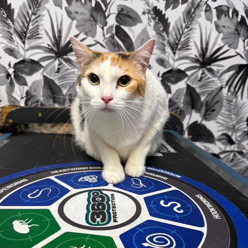 A senior large-sized female Domestic Short Hair cat named Fish for adoption in Wahiawa, HI